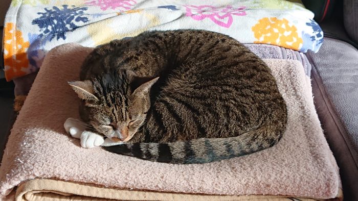 Schlafende Katze